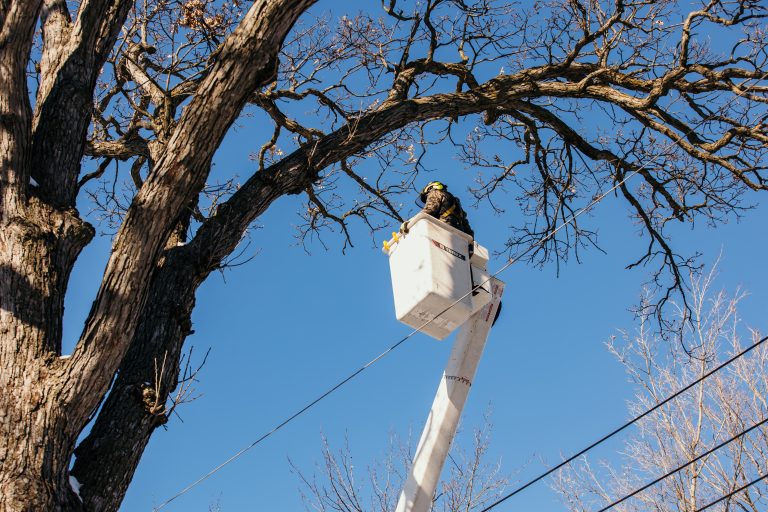 Tree Services
