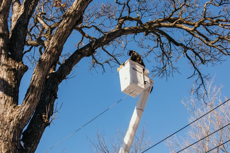 Tree Services