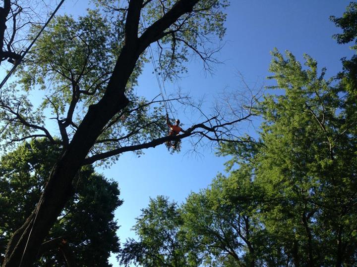 Tree Trimming