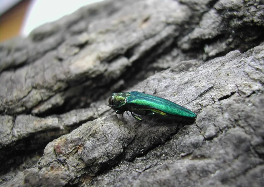 EAB Services