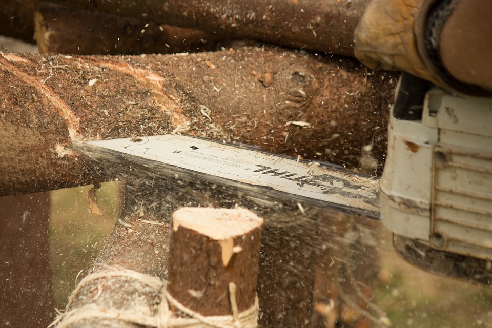 mature tree Trimming