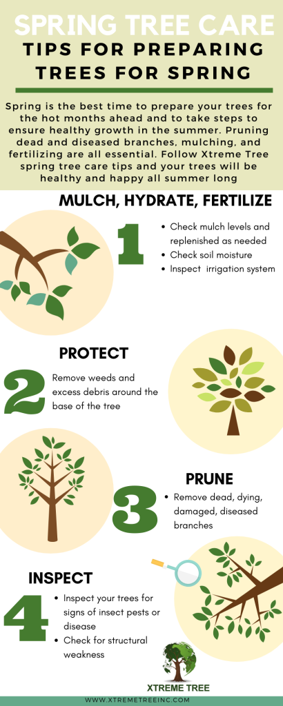Spring Tree Care