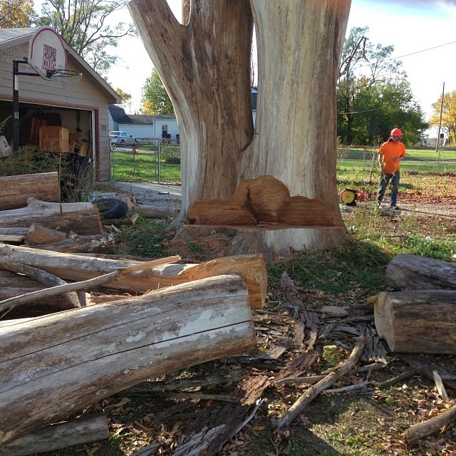 Tree Removal