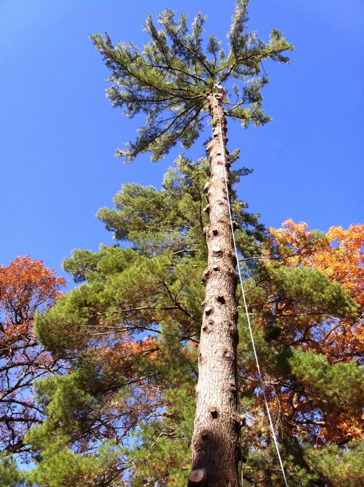 tree trimming