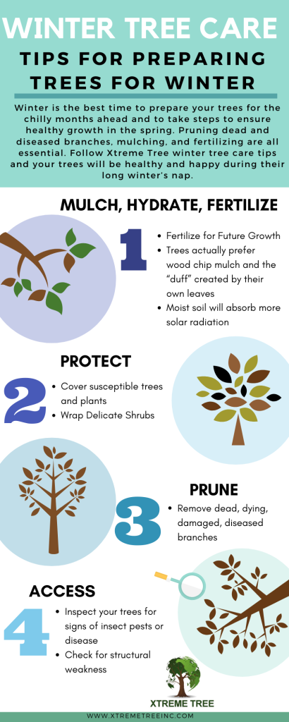 Winter Tree Care